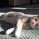 Illustration for article titled My cat thinks shes a pin-up